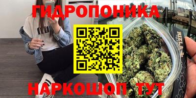 шишки Будённовск